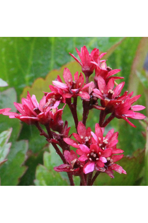 Mukgenia 'Nova Flame' Mukgenia
