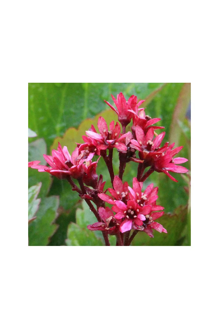 Mukgenia 'Nova Flame' Mukgenia