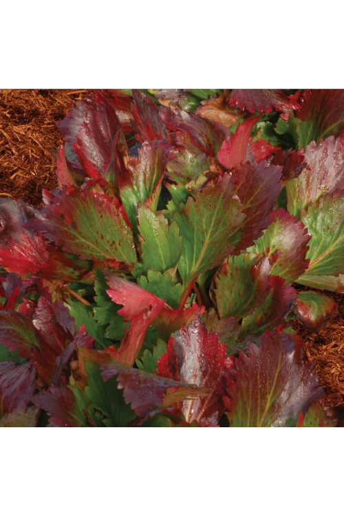 Mukgenia 'Nova Flame' Mukgenia