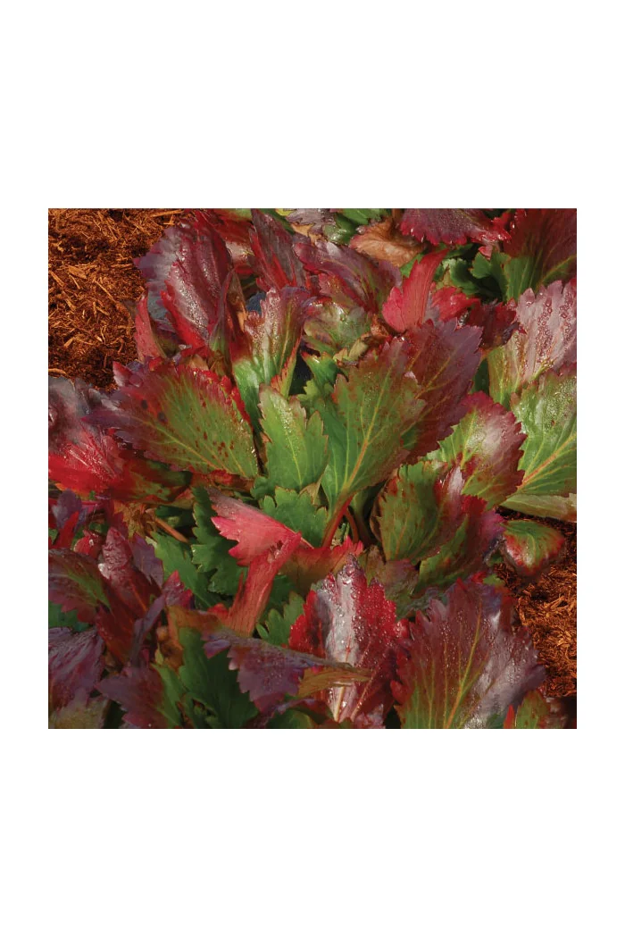 Mukgenia 'Nova Flame' Mukgenia