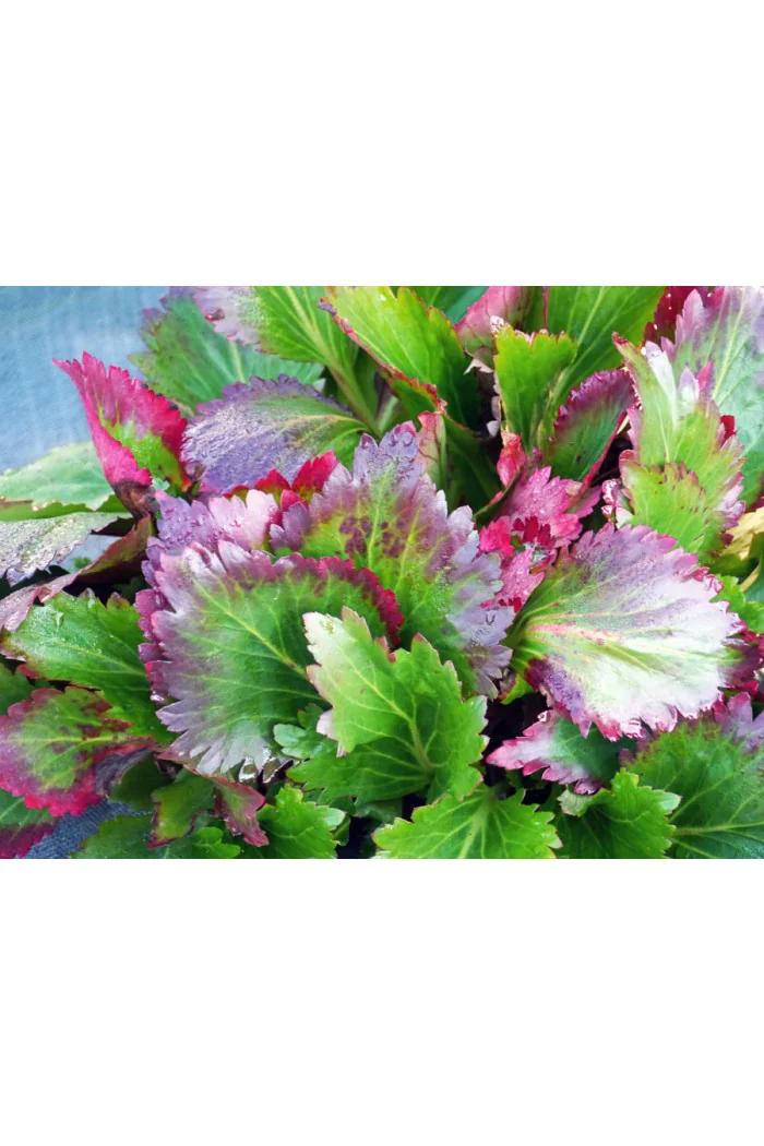 Mukgenia 'Nova Flame' Mukgenia