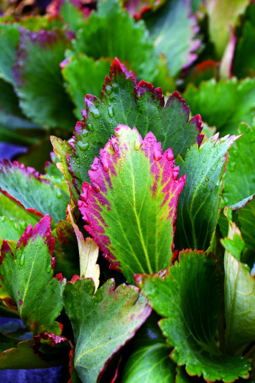 Mukgenia 'Nova Flame' Mukgenia