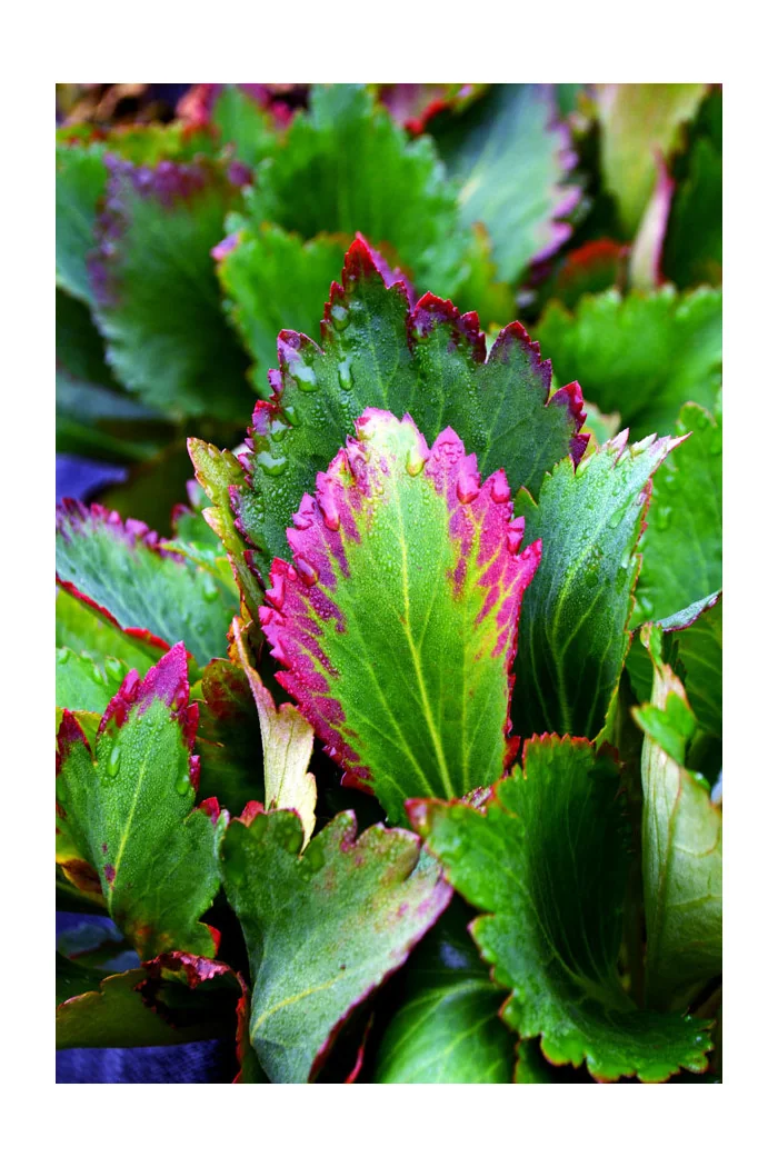 Mukgenia 'Nova Flame' Mukgenia