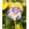 Bratek 'Rebecca' Viola cortuna