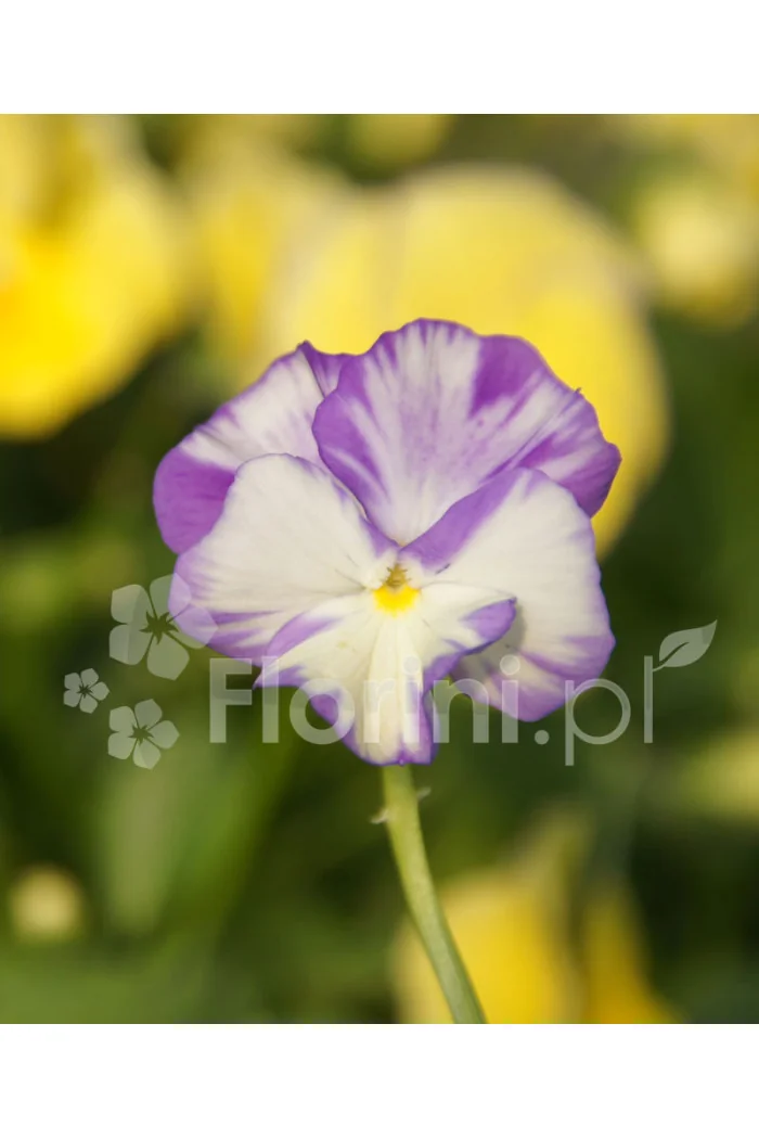 Bratek 'Rebecca' Viola cortuna