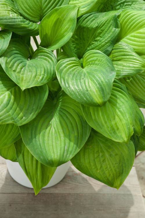 Funkia 'Guacamole' | Hosta