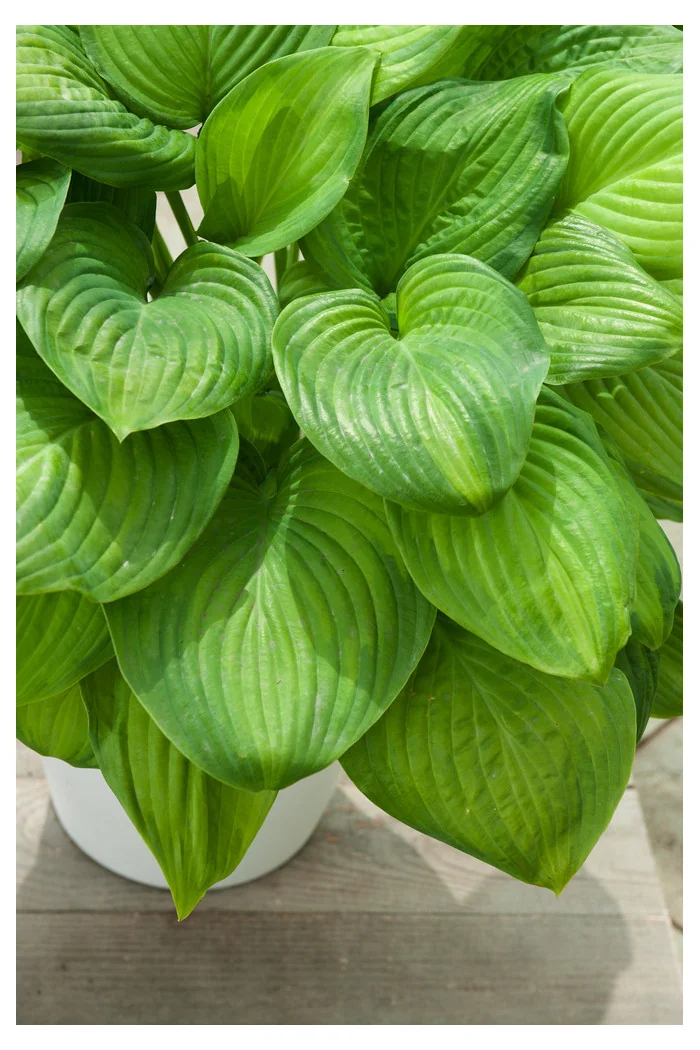 Funkia 'Guacamole' | Hosta