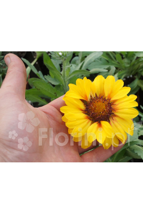 Gailardia 'Sunset Sunrise' Gailardia