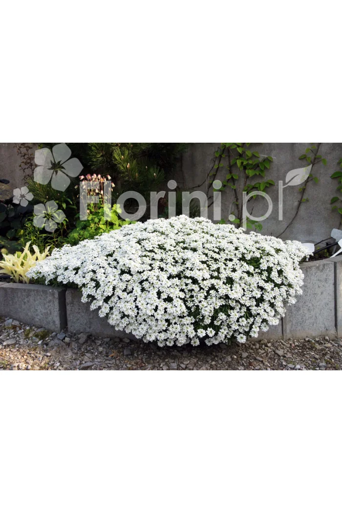 Ubiorek wieczniezielony 'Appen Etz' | Iberis sempervirens