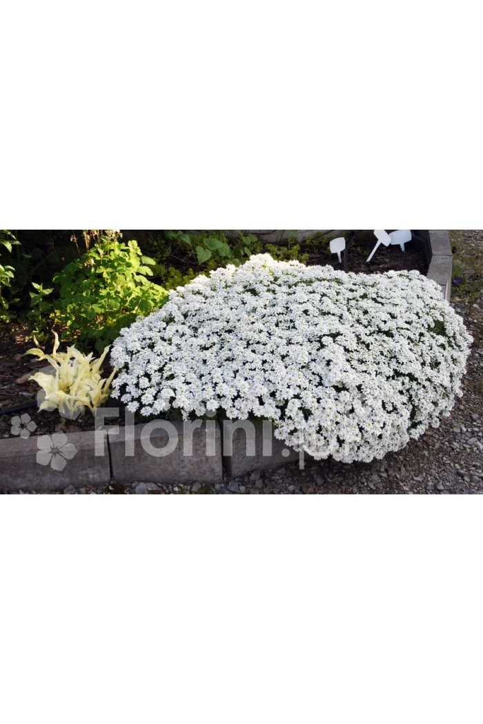 Ubiorek wieczniezielony 'Appen Etz' | Iberis sempervirens