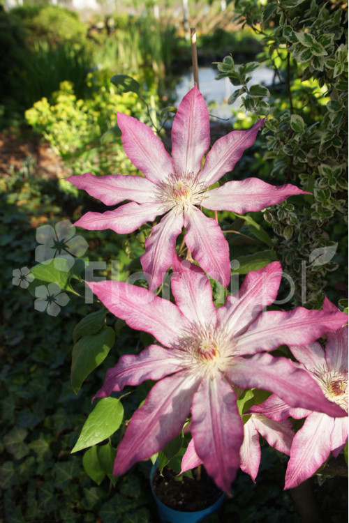 Powojnik 'Tae'| Clematis