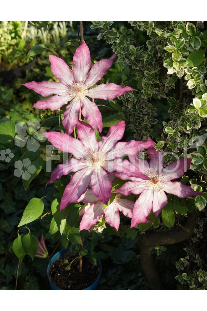 Powojnik 'Tae'| Clematis