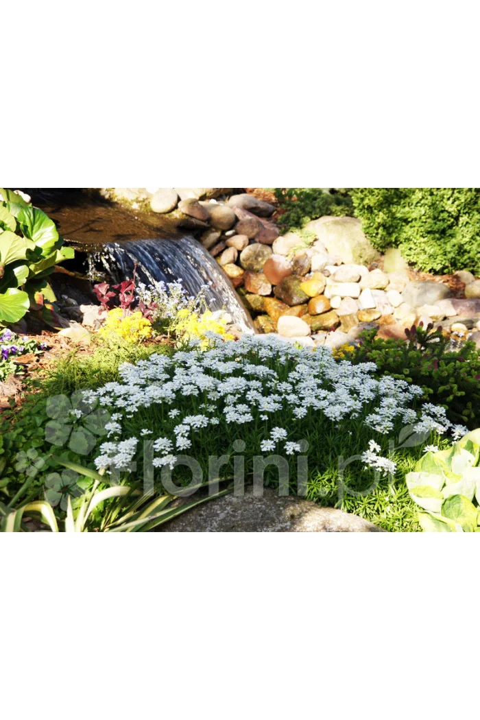 Ubiorek wieczniezielony 'Appen Etz' | Iberis sempervirens