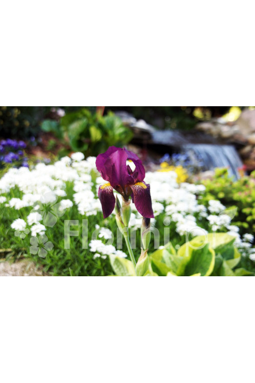 Kosaciec (Irys) bródkowy 'Red Orchid' Iris barbata