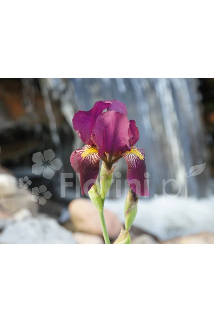 Kosaciec (Irys) bródkowy 'Red Orchid' Iris barbata