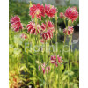 Orlik 'Nora Barlow' | Aquilegia vulgaris