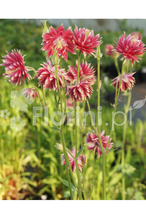 Orlik 'Nora Barlow' | Aquilegia vulgaris