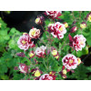 Orlik pospolity 'Winky Red and White Double' | Aquilegia vulgaris
