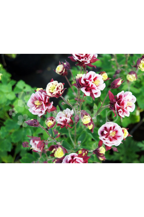 Orlik pospolity 'Winky Red and White Double' | Aquilegia vulgaris
