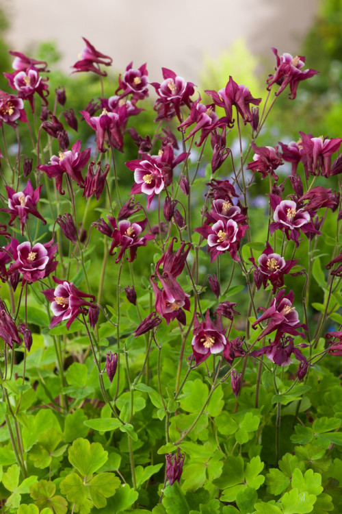 Orlik pospolity 'Winky Red and White Double' | Aquilegia vulgaris