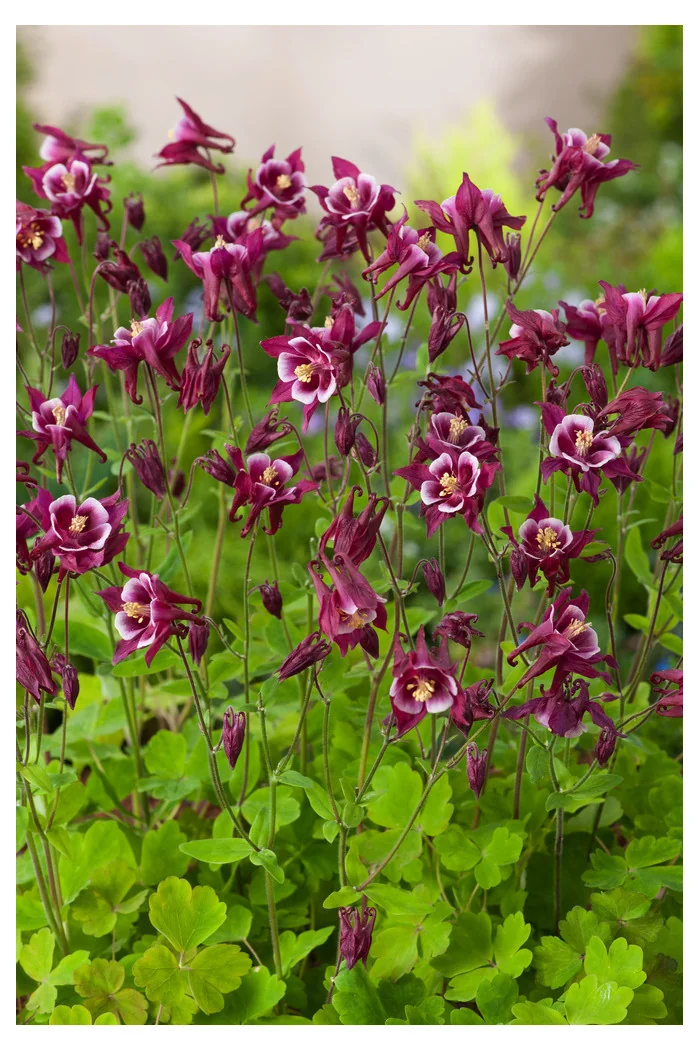 Orlik pospolity 'Winky Red and White Double' | Aquilegia vulgaris