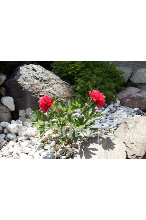 Piwonia majowa 'Rubra Plena' | Paeonia officinalis