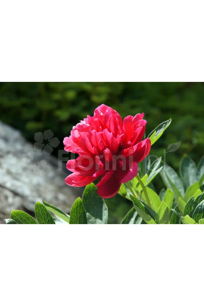 Piwonia majowa 'Rubra Plena' | Paeonia officinalis