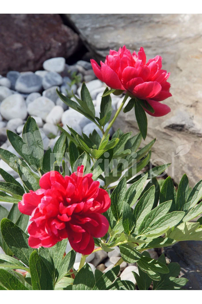 Piwonia majowa 'Rubra Plena' | Paeonia officinalis