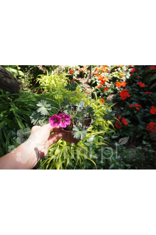Bodziszek popielaty 'Jolly Jewel Purple' Geranium cinereum