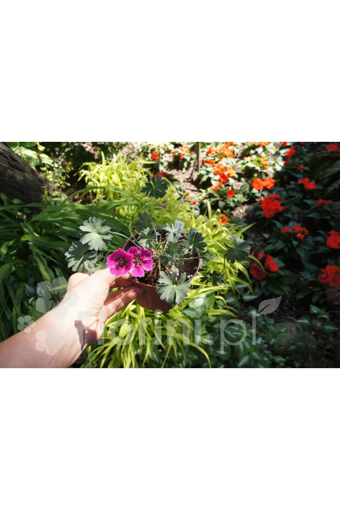 Bodziszek popielaty 'Jolly Jewel Purple' Geranium cinereum