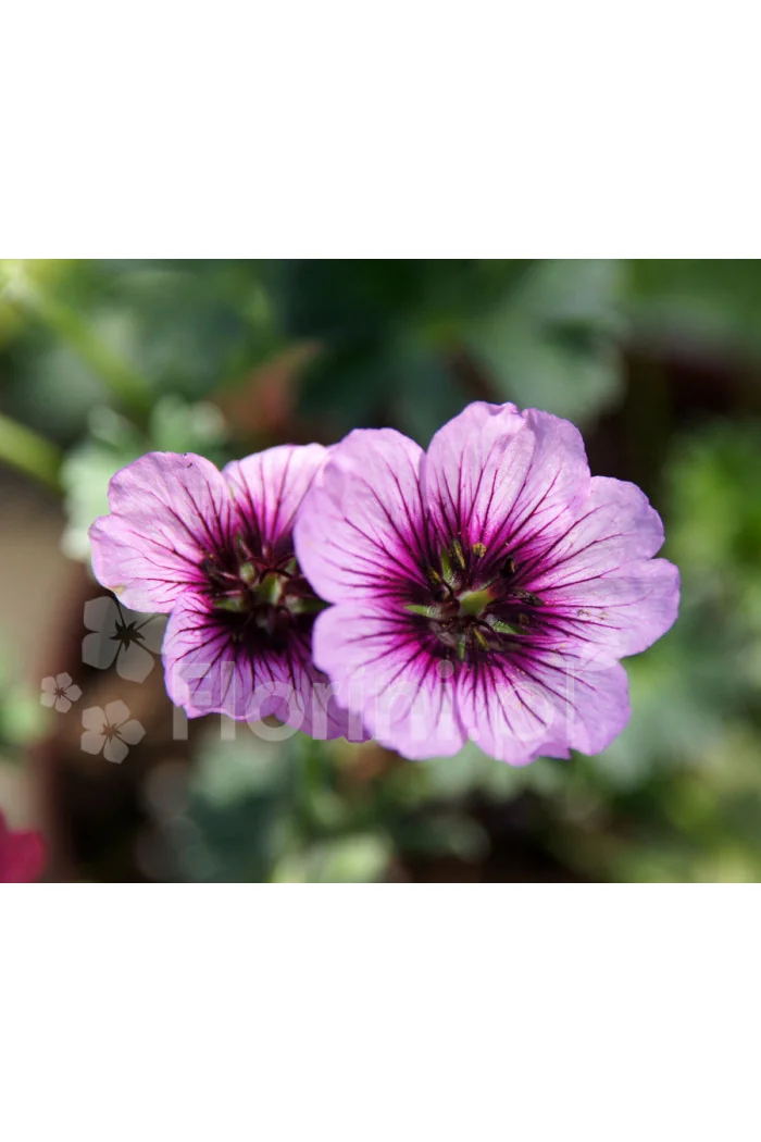 Bodziszek popielaty 'Jolly Jewel Violet' Geranium cinereum