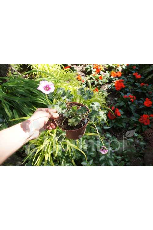 Bodziszek popielaty 'Jolly Jewel Violet' Geranium cinereum