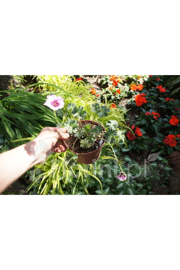 Bodziszek popielaty 'Jolly Jewel Violet' Geranium cinereum