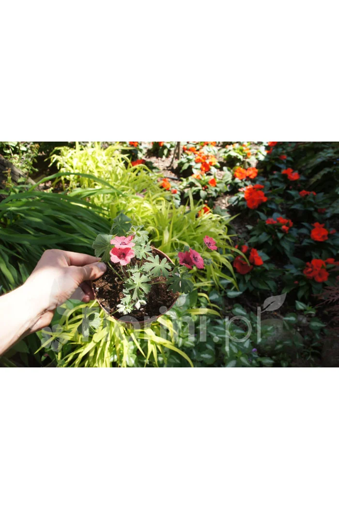 Bodziszek popielaty 'Jolly Jewel Salmon' Geranium cinereum