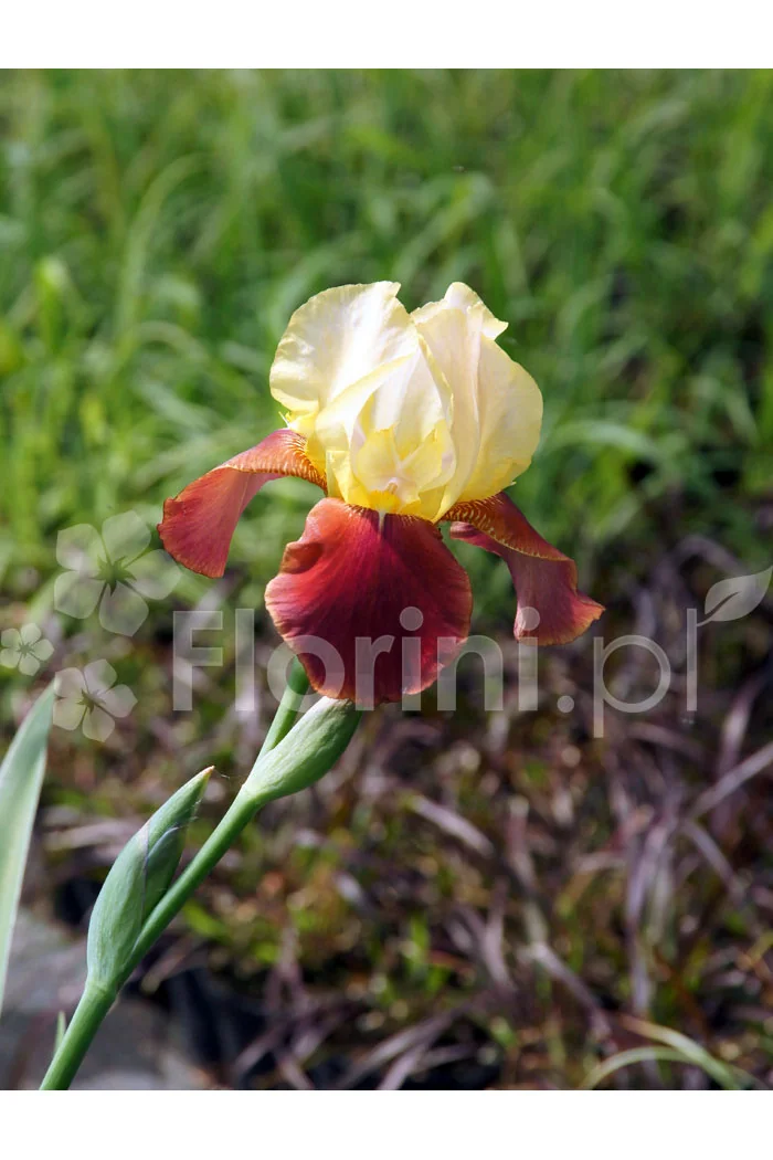 Kosaciec (Irys) bródkowy 'Broadway Star' | Iris germanica