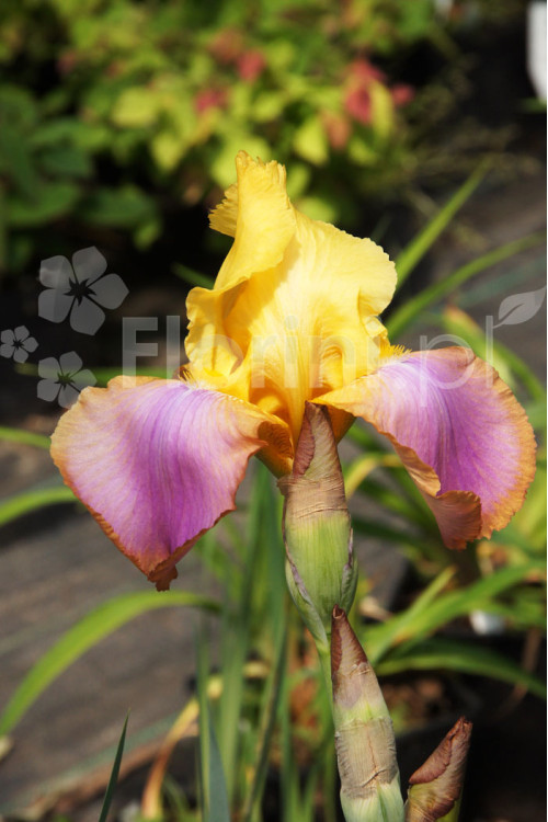 kosaciec, kosaciec amerykański, irys, iris, Kosaciec (Irys) amerykański 'Confetti'