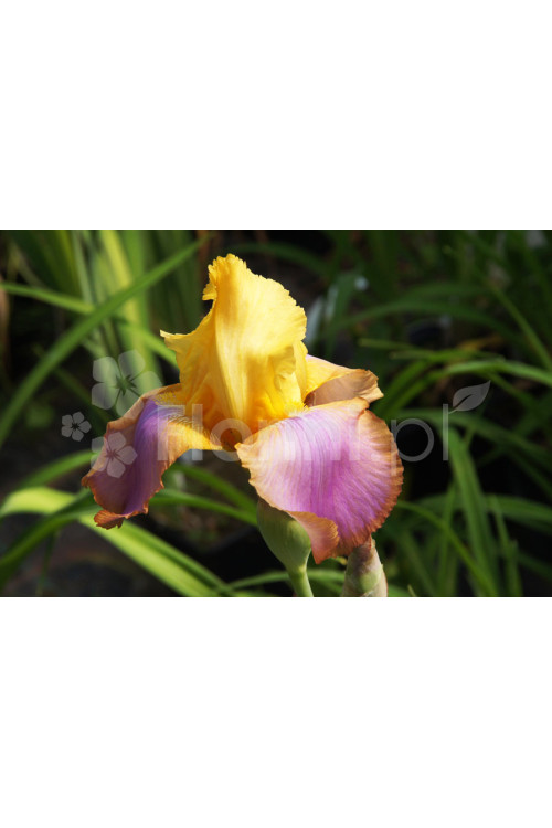 kosaciec, kosaciec amerykański, irys, iris, Kosaciec (Irys) amerykański 'Confetti'