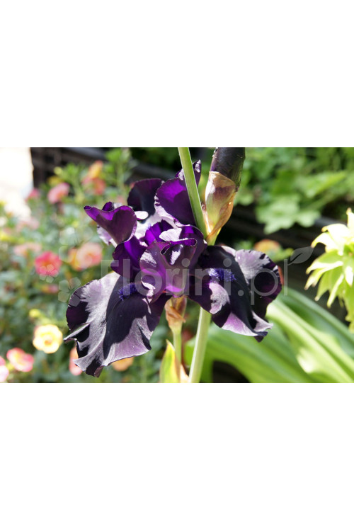 Irys, kosaciec, irys niski, irys bródkowy, irys barbata, irys Night Owl, niebieski irys, fioletowy irys, sadzonki irysów, sadzon