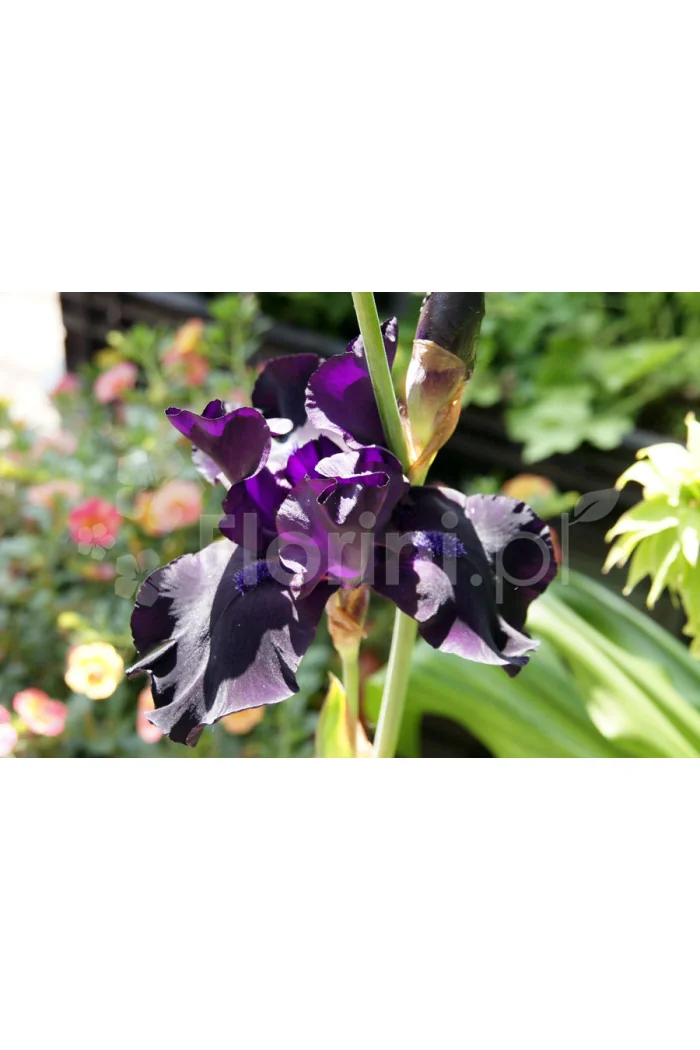 Irys, kosaciec, irys niski, irys bródkowy, irys barbata, irys Night Owl, niebieski irys, fioletowy irys, sadzonki irysów, sadzon