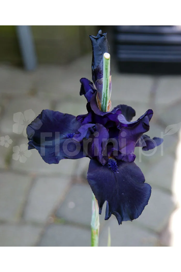 Irys, kosaciec, irys niski, irys bródkowy, irys barbata, irys Night Owl, niebieski irys, fioletowy irys, sadzonki irysów, sadzon