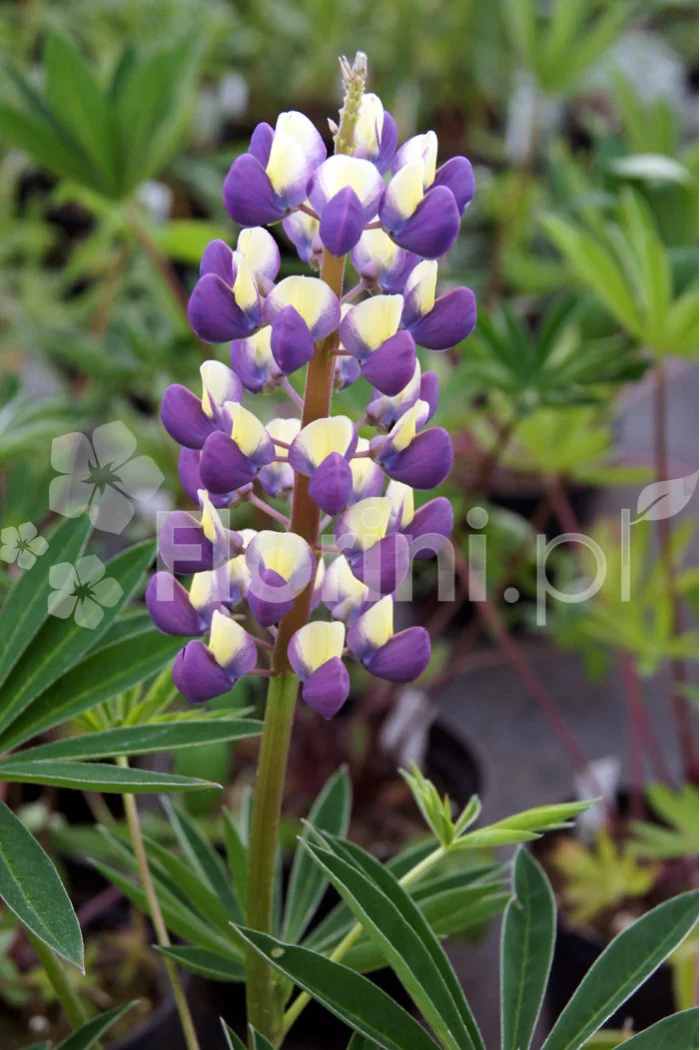 Łubin trwały 'The Governor' Lupinus polyphyllus