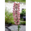 Łubin trwały 'The Chatelaine' Lupinus polyphyllus