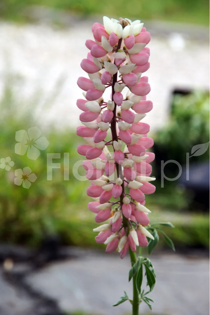Łubin trwały 'The Chatelaine' Lupinus polyphyllus