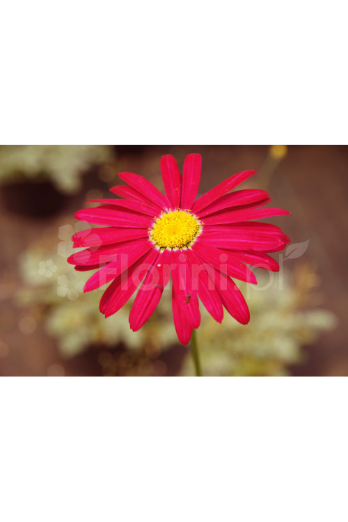 złocień, złocień robinson red