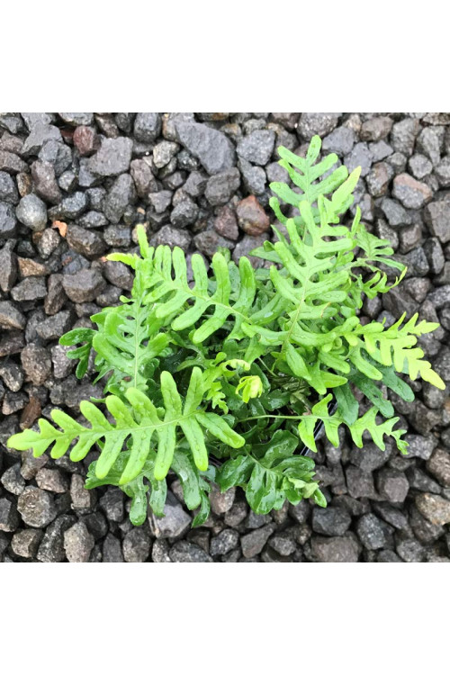 Paproć zwyczajna | Polypodium vulgare