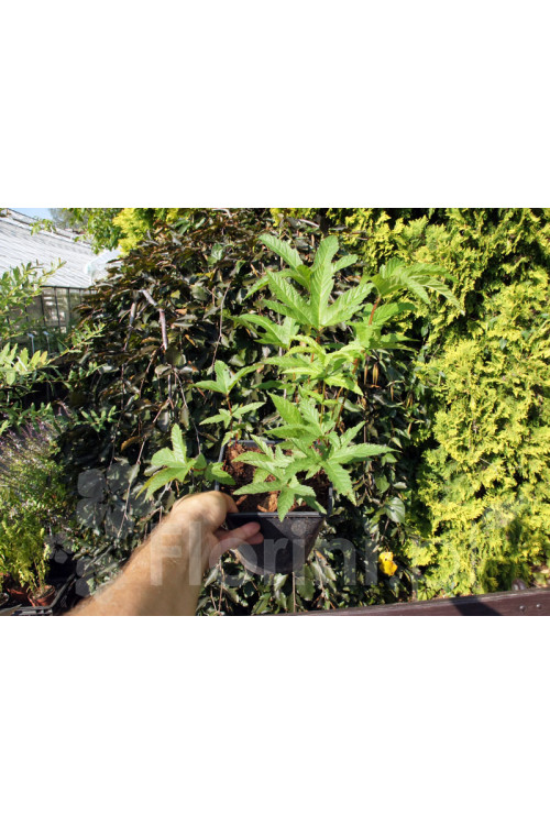 Wiązówka czerwona 'Venusta' | Filipendula rubra