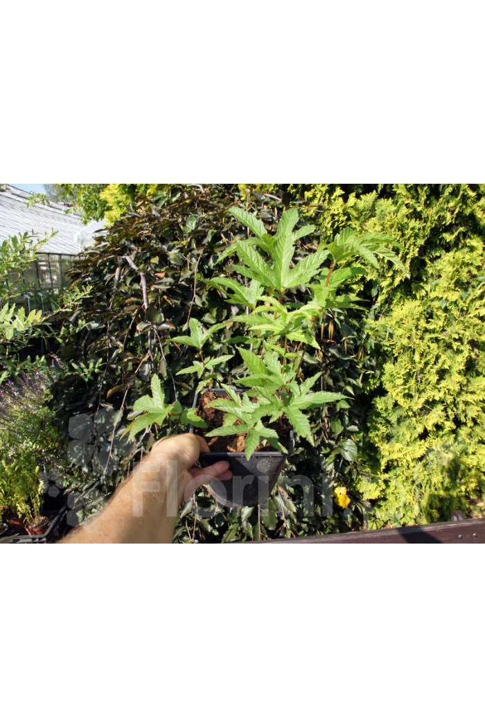 Wiązówka czerwona 'Venusta' | Filipendula rubra