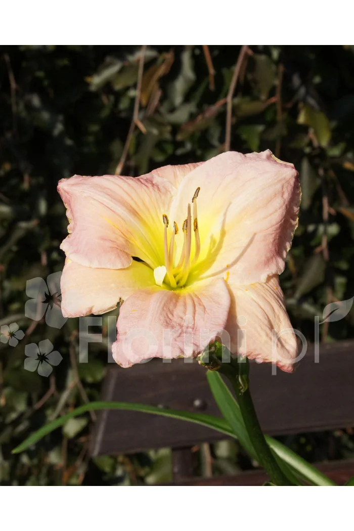 Liliowiec 'Big Blue' Hemerocallis