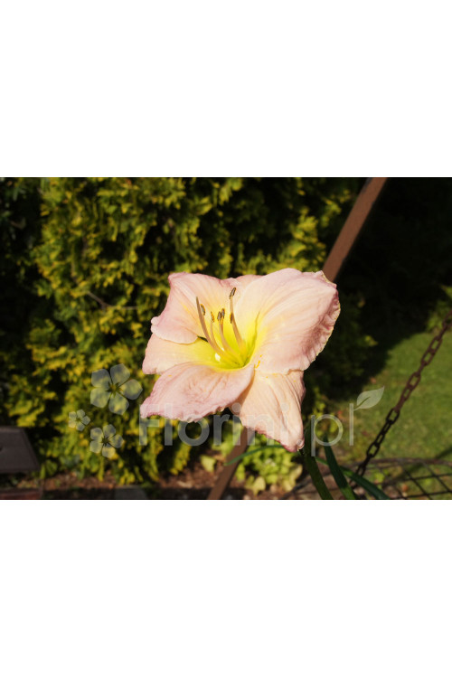 Liliowiec 'Big Blue' Hemerocallis