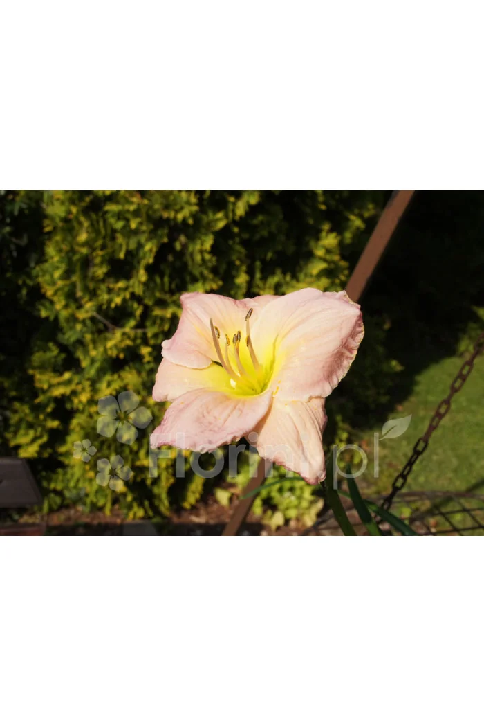 Liliowiec 'Big Blue' Hemerocallis